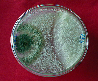 Trichoderma