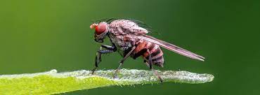 mosca